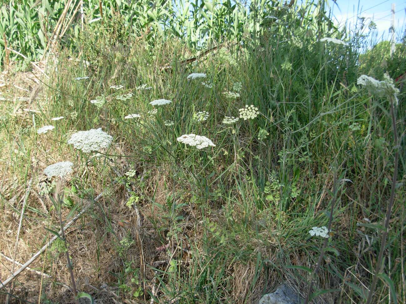 Pimpinella peregrina L./Tragoselino calcitrappa